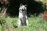 AKITA INU 413